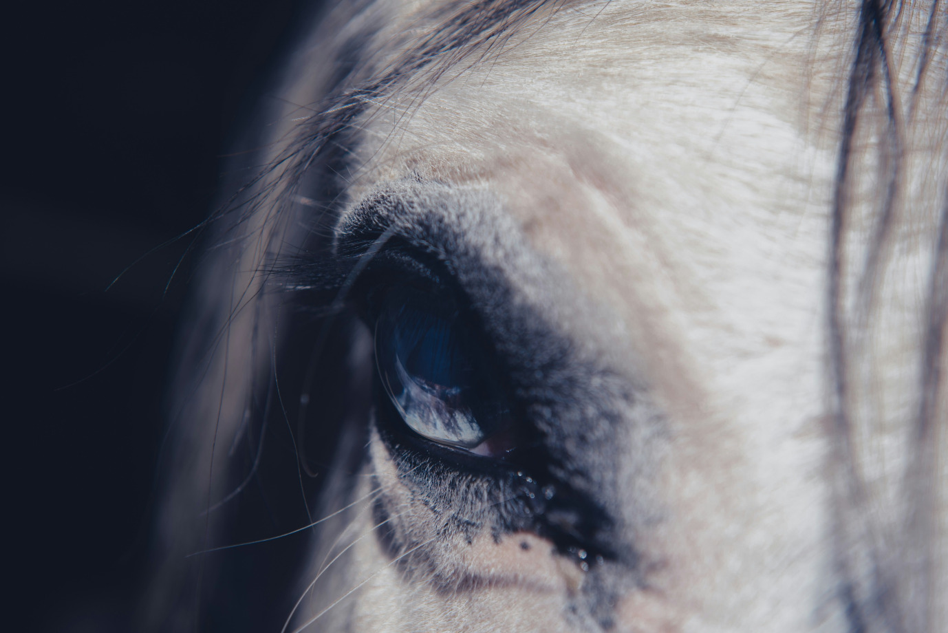 Close-up of a horse's eye, capturing the fine details of the eyelashes and the subtle textures of the surrounding fur. The image emphasizes the horse's intense gaze and quiet strength, with light reflecting in the eye, creating a sense of depth and emotion. The overall tone is soft yet dramatic, evoking a connection to the animal’s spirit.